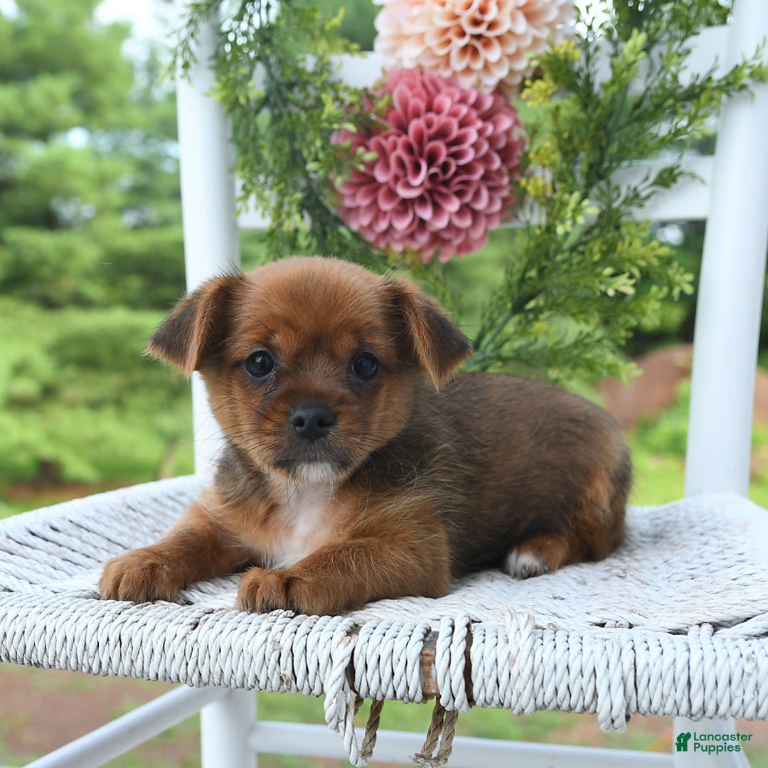 Shorkie dogs for sale: Bill - Image 6