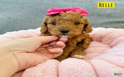 Mini Goldendoodle dogs for sale: Petite Belle - Image 11