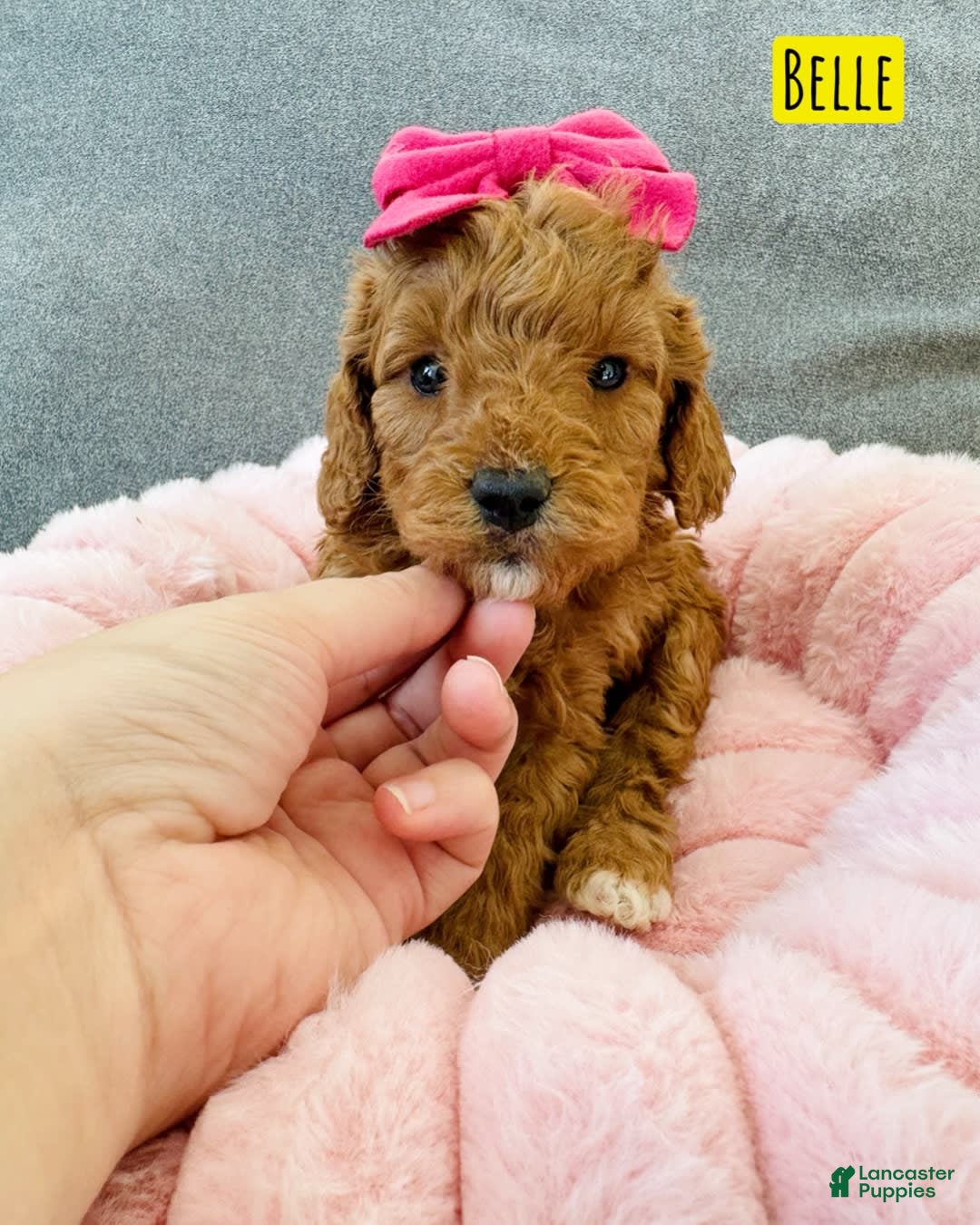 Mini Goldendoodle dogs for sale: Petite Belle - Image 11