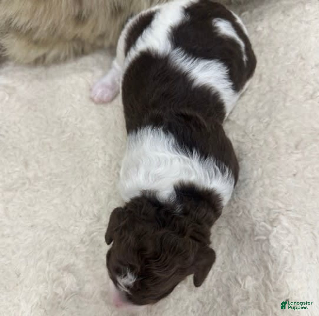 Bernedoodle dogs for sale: Mae - Image 11