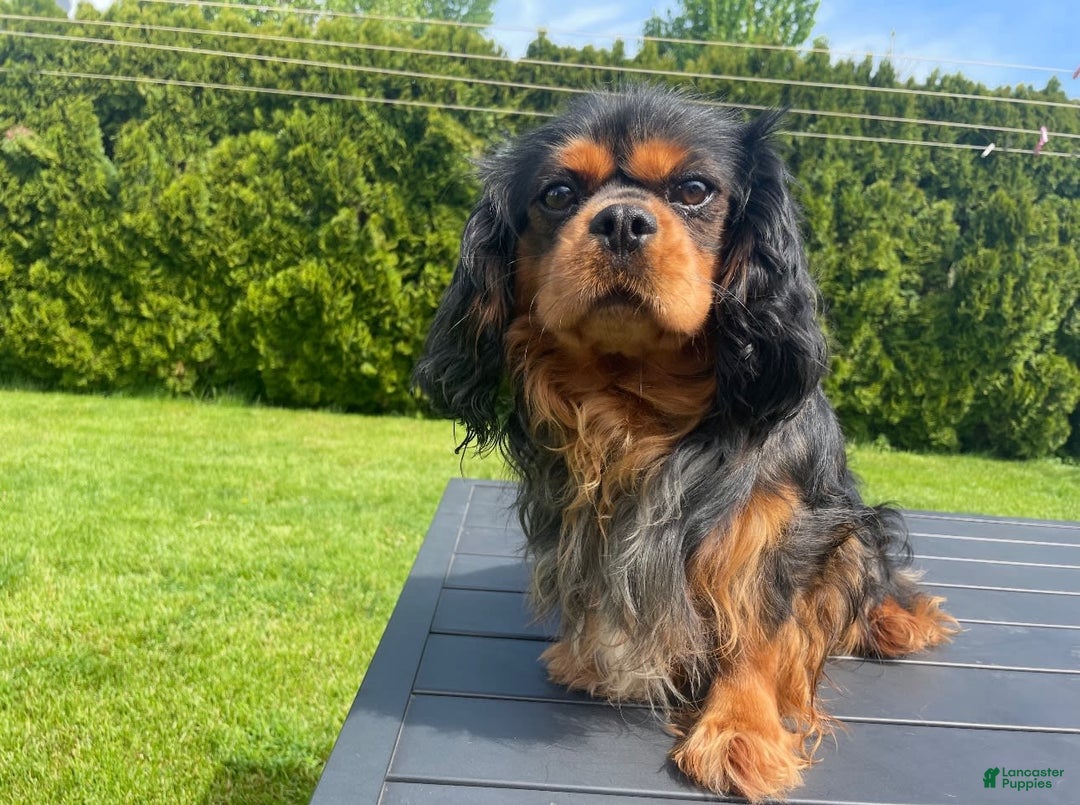 Cavalier King Charles Spaniel dogs for sale: Roscoe - Image 9