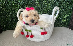 Toy Poodle dogs for sale: Nala - Image 3