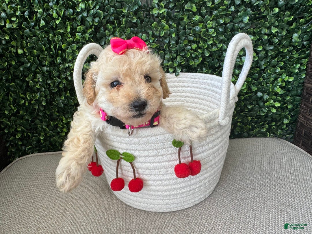 Toy Poodle dogs for sale: Nala - Image 3