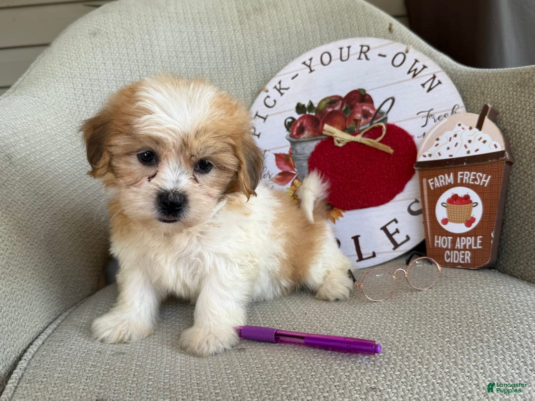 Teddy Bear dogs for sale: Felicity - Image 1