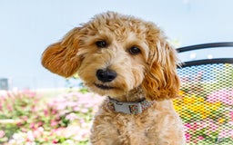 Goldendoodle dogs for sale: Charlotte - Image 3
