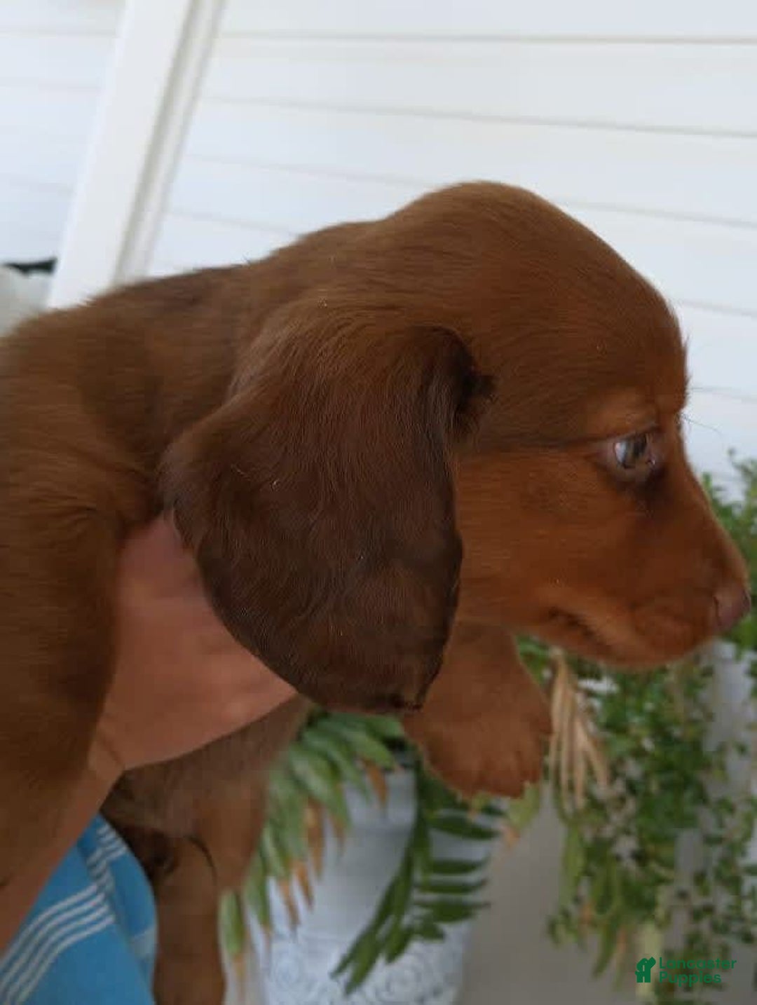 Dachshund dogs for sale: Otis - Image 10