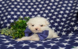 Miniature Poodle dogs for sale: Broderick - Image 6