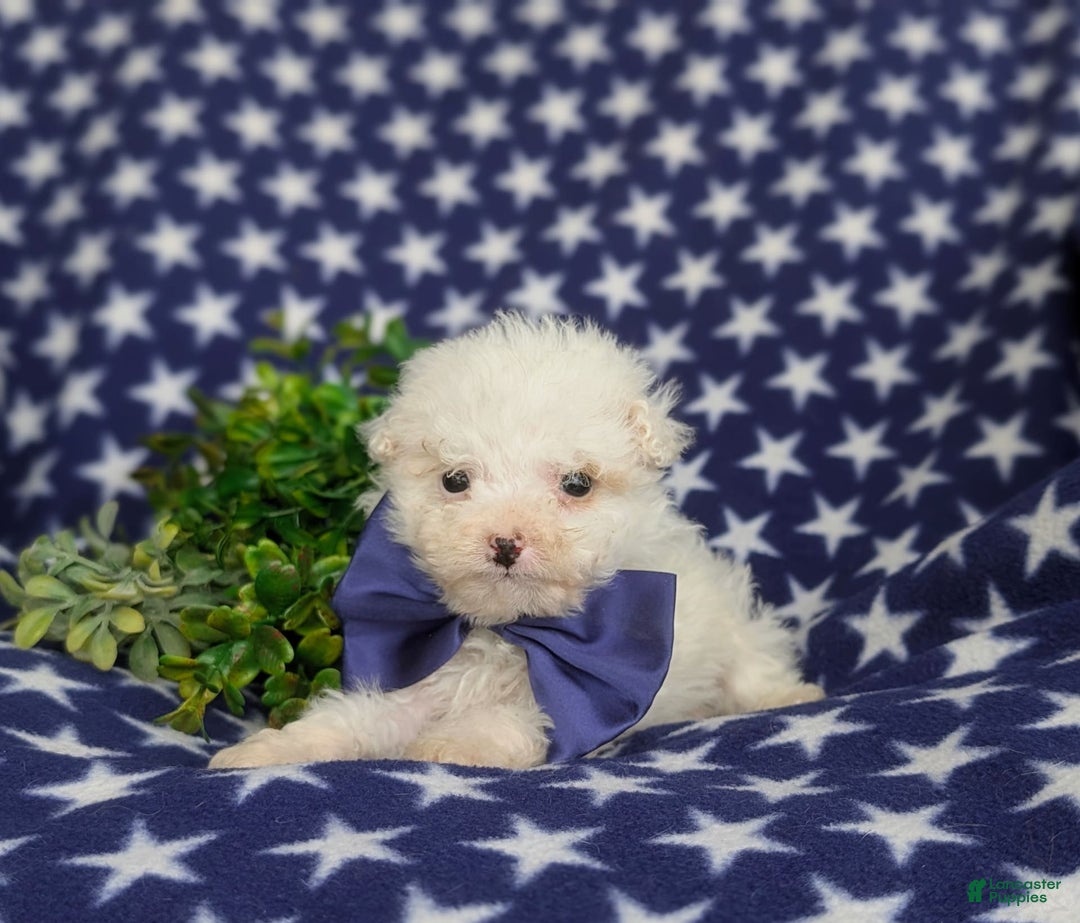 Miniature Poodle dogs for sale: Broderick - Image 6