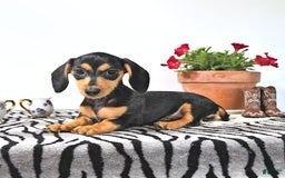 Miniature Dachshund dogs for sale: Cola - Image 19