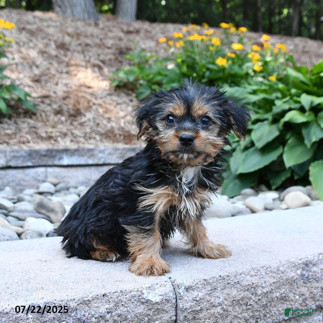 Yorkshire Terrier dogs for sale: Yorkshire Terrier 4 puppies - Image 8