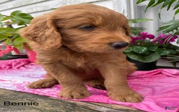 Goldendoodle dogs for sale: Bennie - Image 5