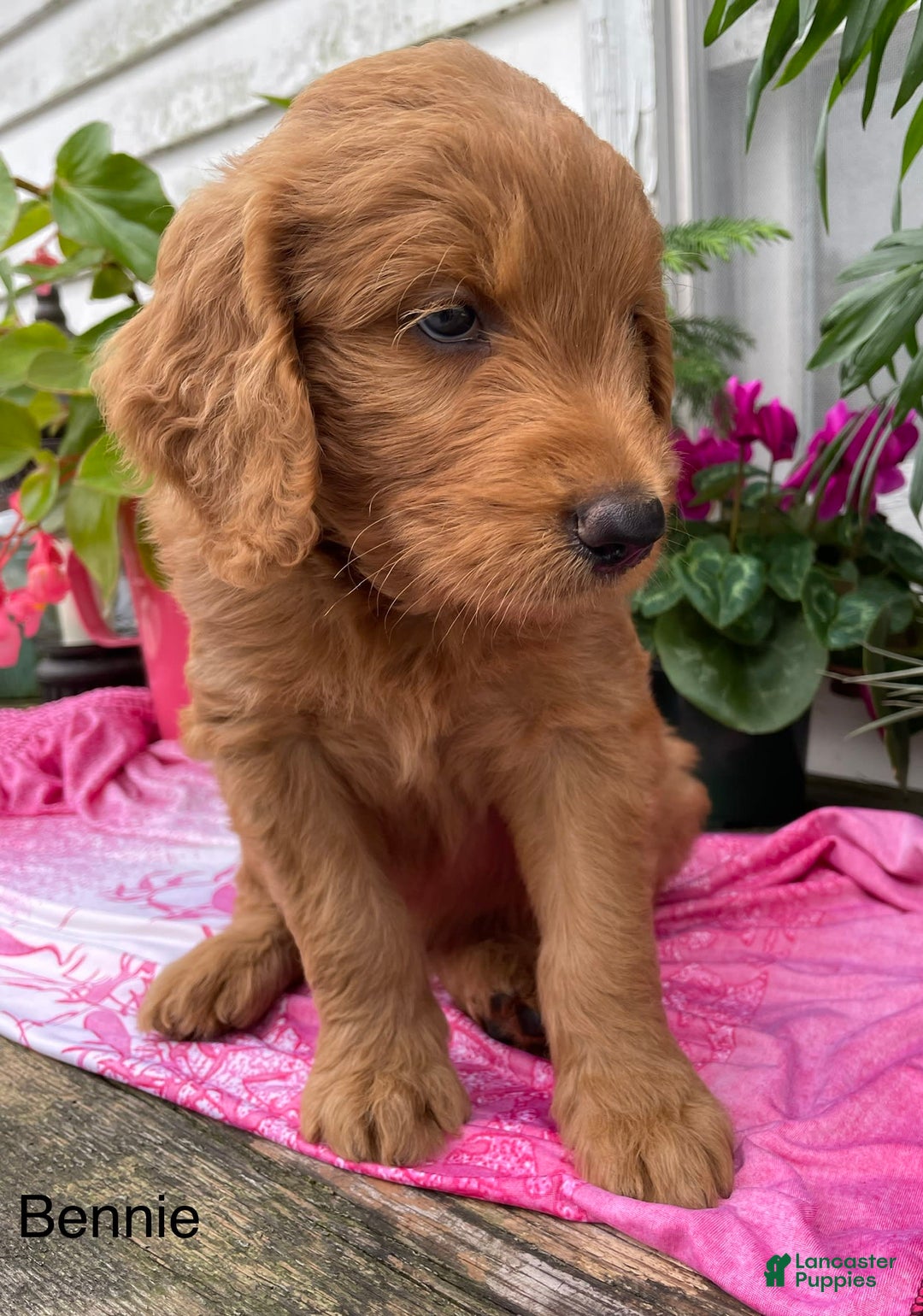 Goldendoodle dogs for sale: Bennie - Image 5