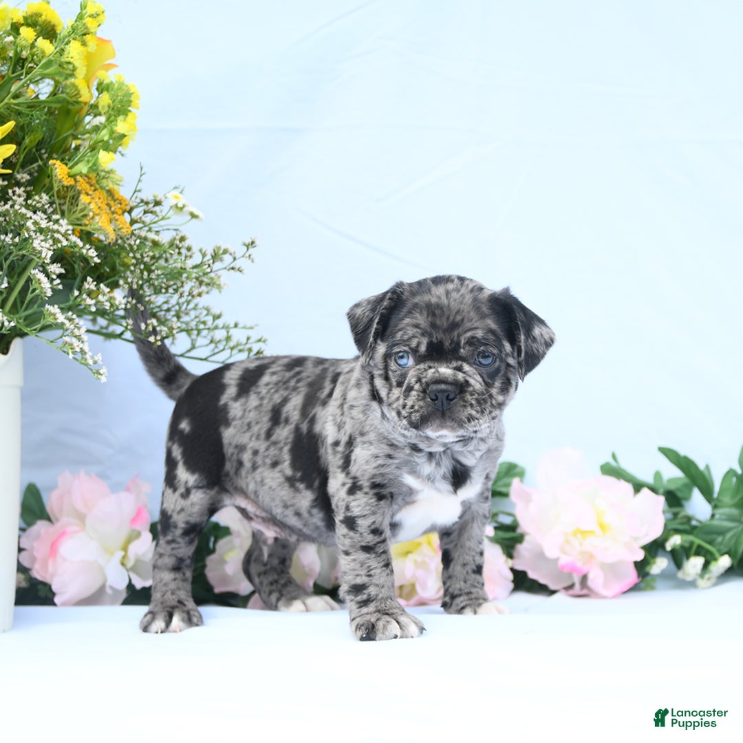 Boston Terrier dogs for sale: Captain - Image 3