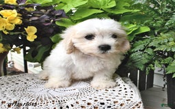 Cavachon dogs for sale: Molly - Image 4