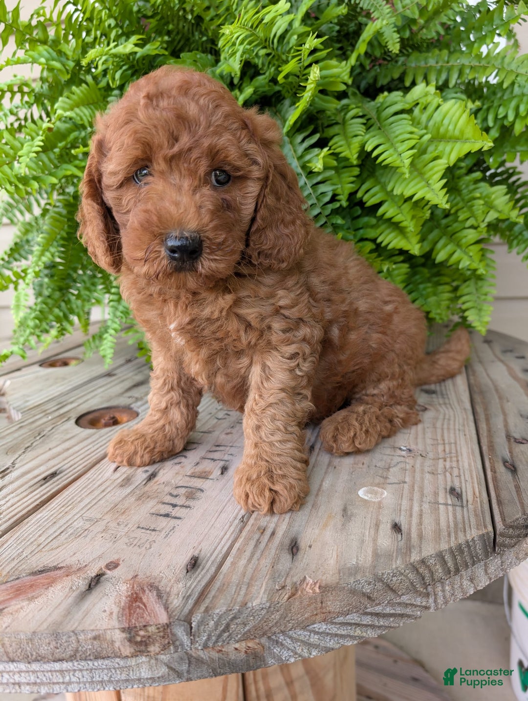 Mini Goldendoodle dogs for sale: Mini -kobe - Image 5
