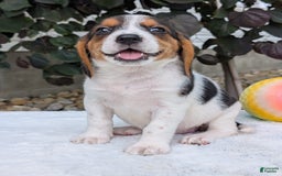 Beagle dogs for sale: Bella - Image 8