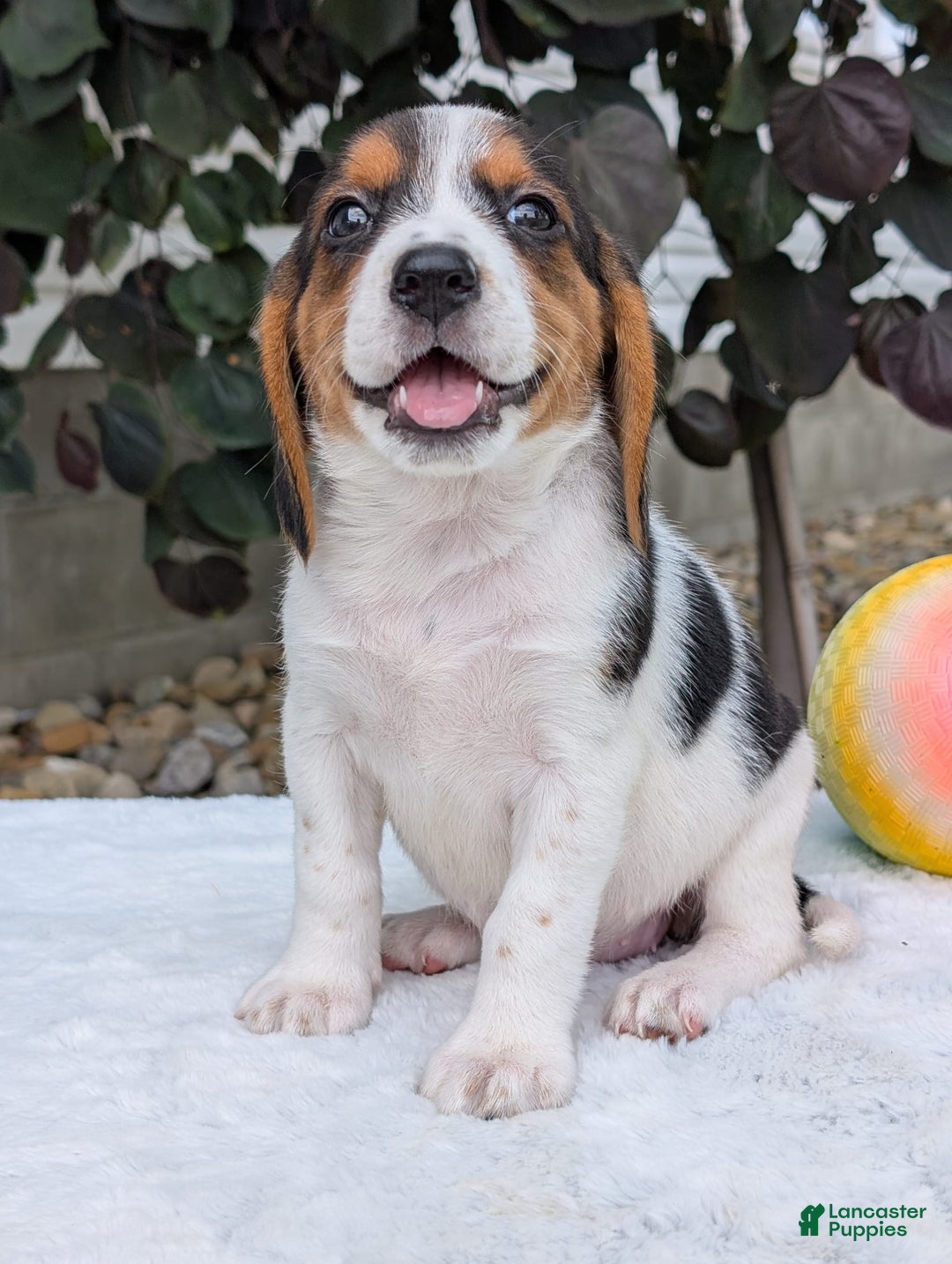 Beagle dogs for sale: Bella - Image 8
