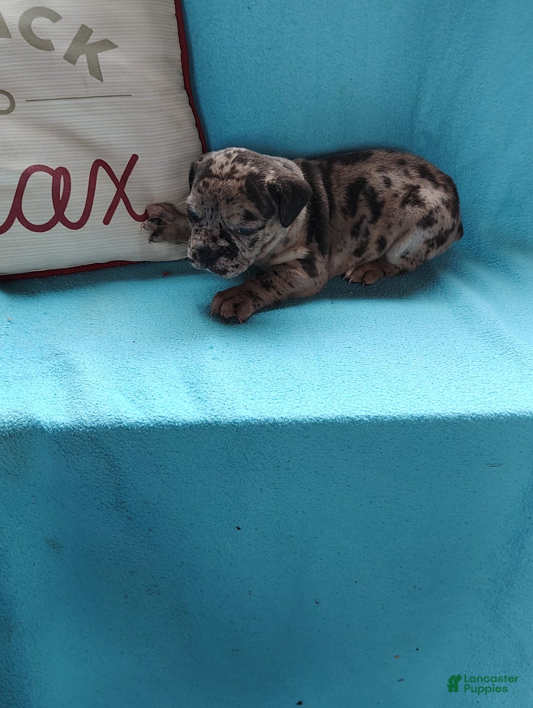 Olde English Bulldogge dogs for sale: Benjamin - Image 2