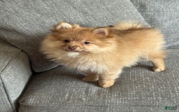 Pomeranian dogs for sale: Jake - Image 3