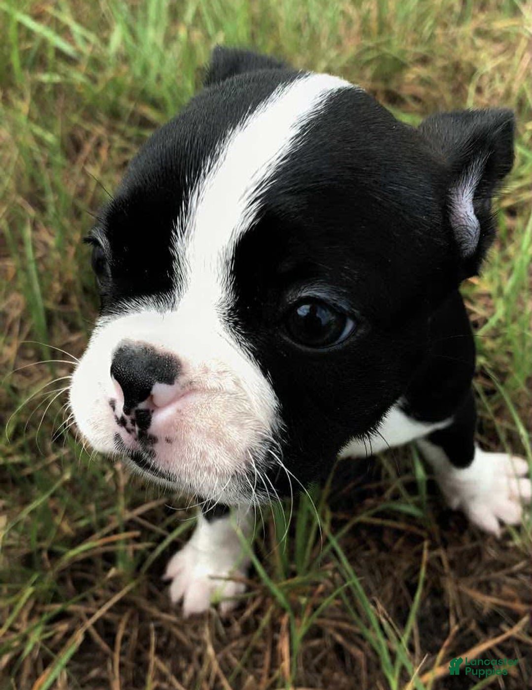 Boston Terrier dogs for sale: Fluffy - Image 3