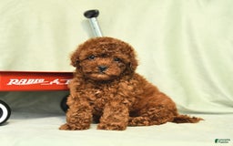 Miniature Poodle dogs for sale: Daffodil - Image 5