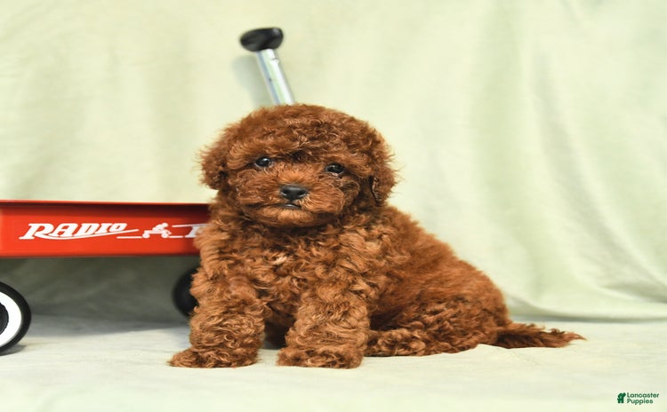 Miniature Poodle dogs for sale - Ad 1