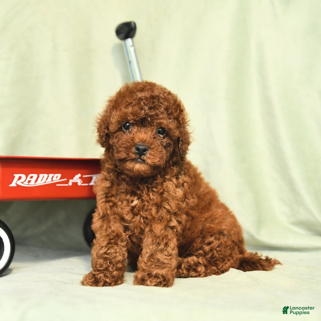 Miniature Poodle dogs for sale: Daffodil - Image 5