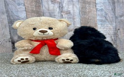 Shihpoo dogs for sale: Olive - Image 3