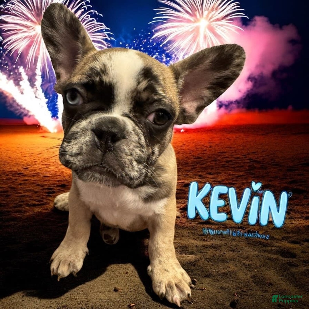 French Bulldog dogs for sale: Kevin - Image 1