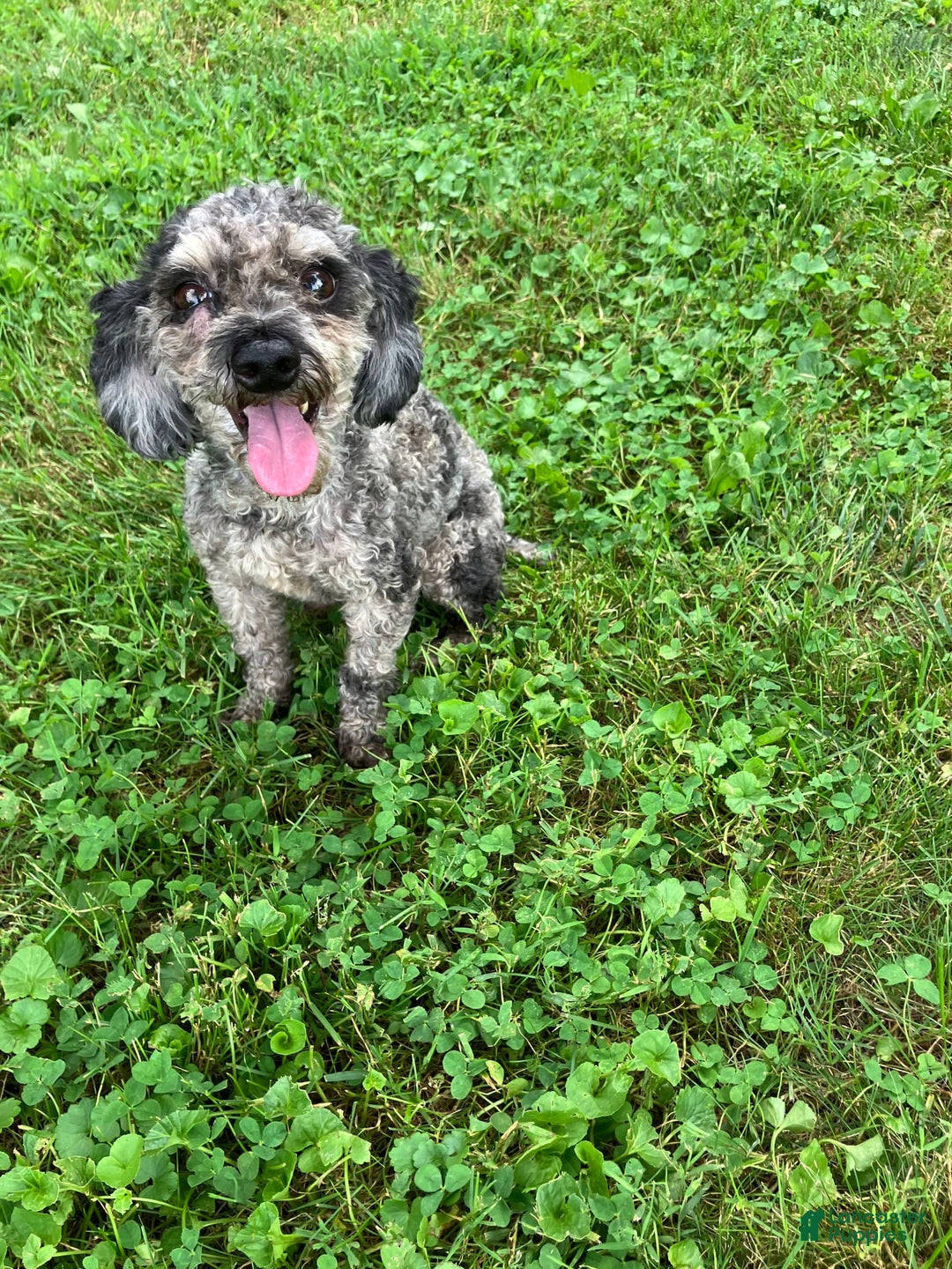 Cockapoo dogs for sale: Charlie - Image 14