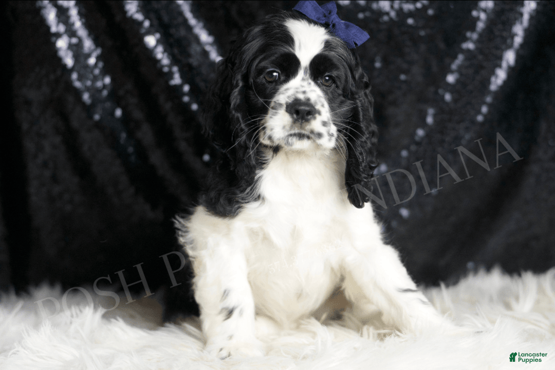 Cocker Spaniel dogs for sale: Cheerio - Image 1