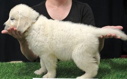 Golden Retriever dogs for sale: Maddie - Image 3