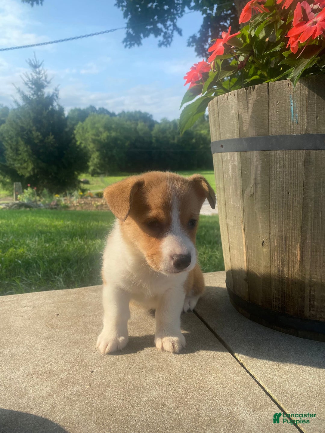 Welsh Corgi Pembroke dogs for sale: Lady - Image 6