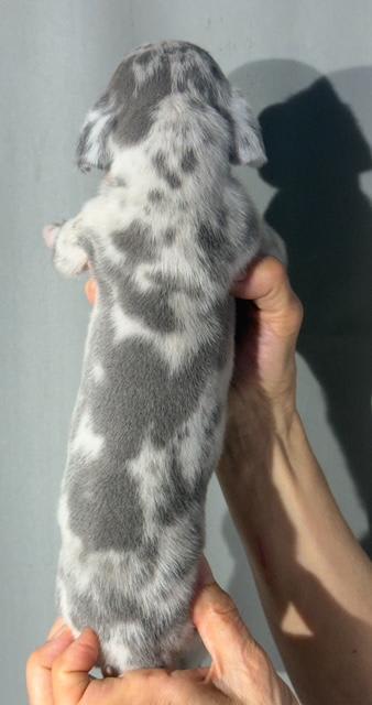 Great Dane dogs for sale: Lenny - Blue Merle - Image 1