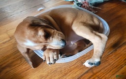 Beagle dogs for sale: Bruno - Image 4