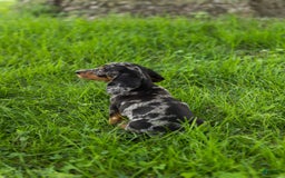 Miniature Dachshund dogs for sale: Macy - Image 7