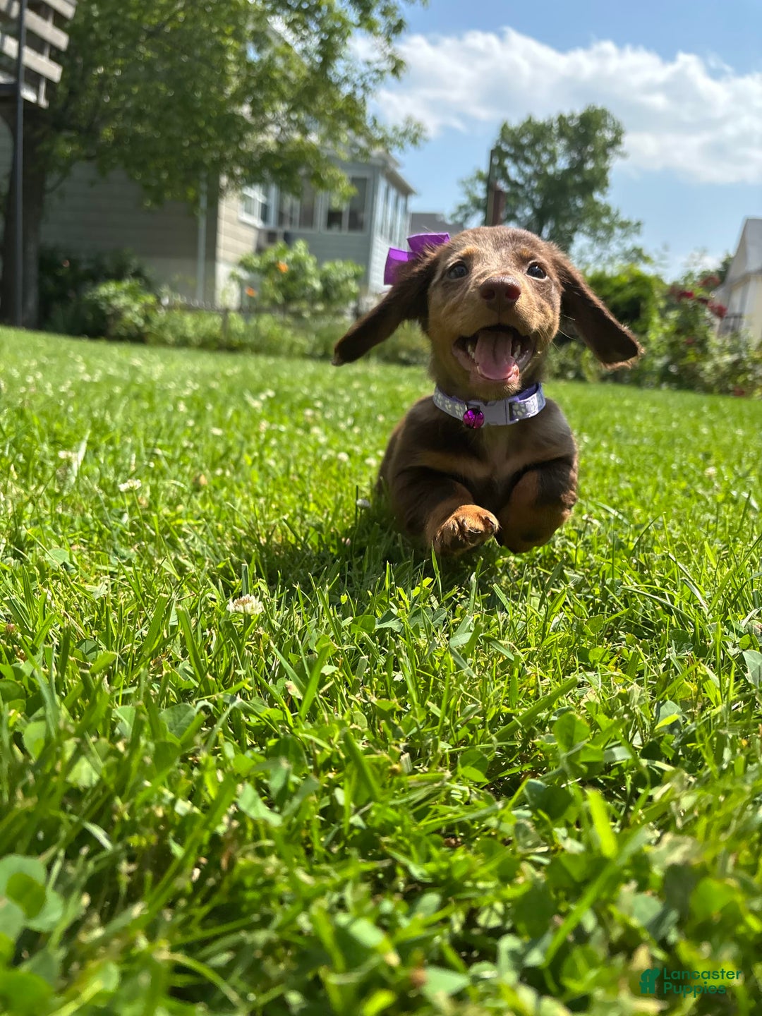 Miniature Dachshund dogs for sale: Mocha - Image 2