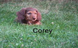 Dachshund dogs for sale: Corey - Image 1