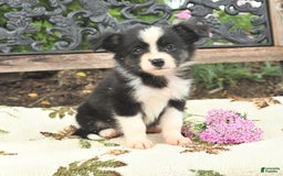Miniature Australian Shepherd dogs for sale: Princess - Image 3