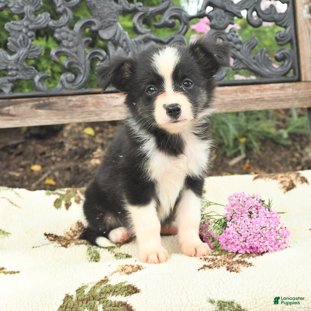 Miniature Australian Shepherd dogs for sale: Princess - Image 3