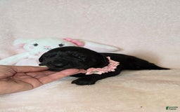 Great Dane dogs for sale: Onyx - Image 11