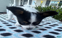 Papillon dogs for sale: Female Puppy 1 - Image 11
