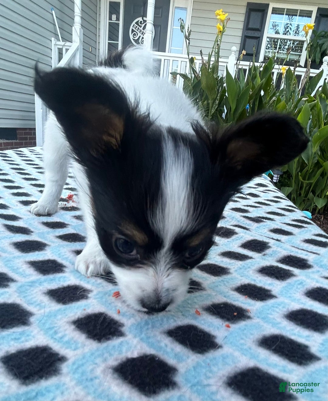 Papillon dogs for sale: Female Puppy 1 - Image 11