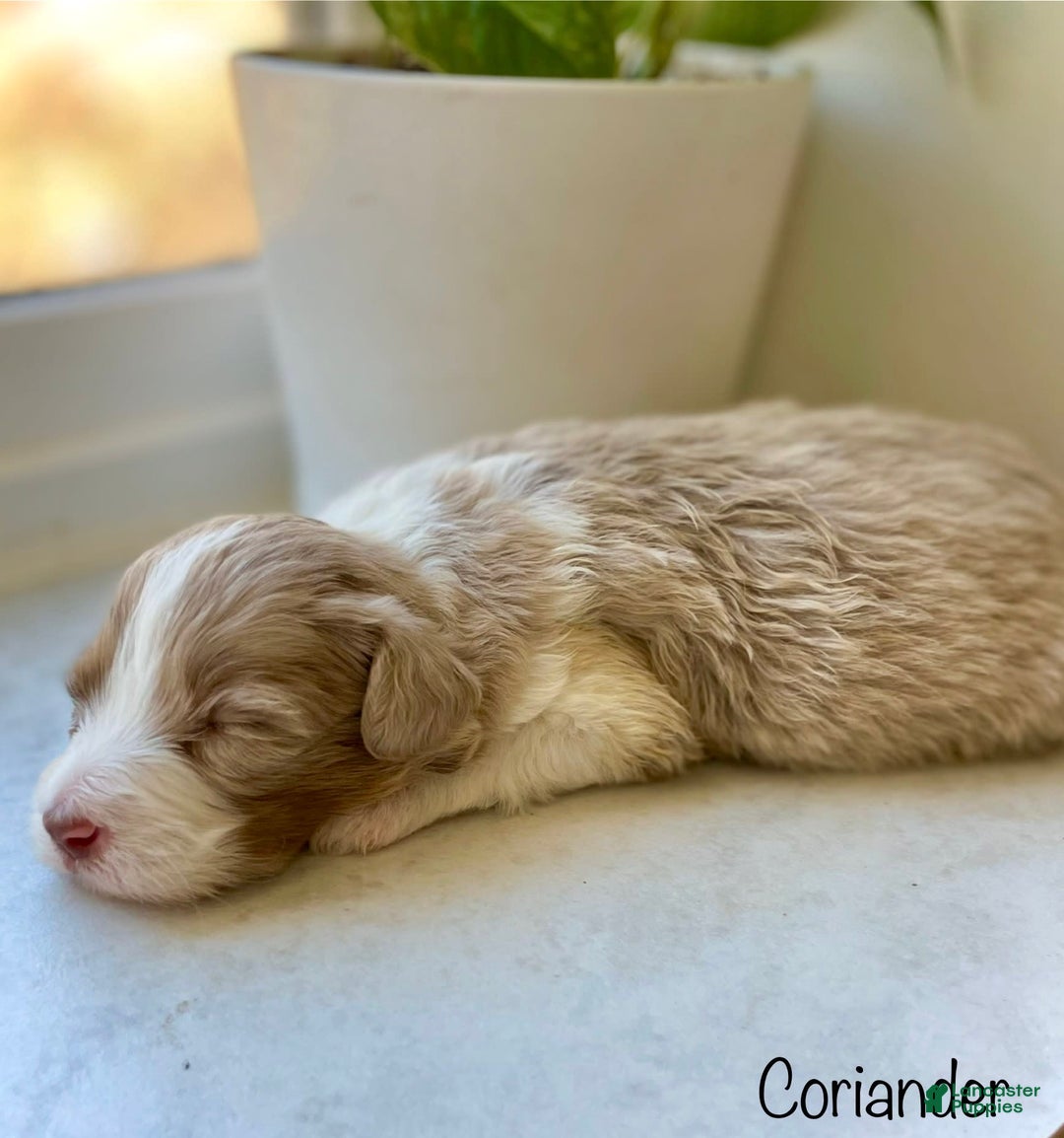 Mini Aussiedoodle dogs for sale: Coriander BLUE EYES - Image 1