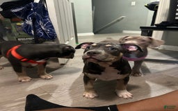 American Bully dogs for sale: Rosey - Image 15