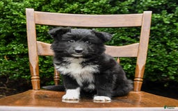 Border Collie dogs for sale: Paris - Image 4