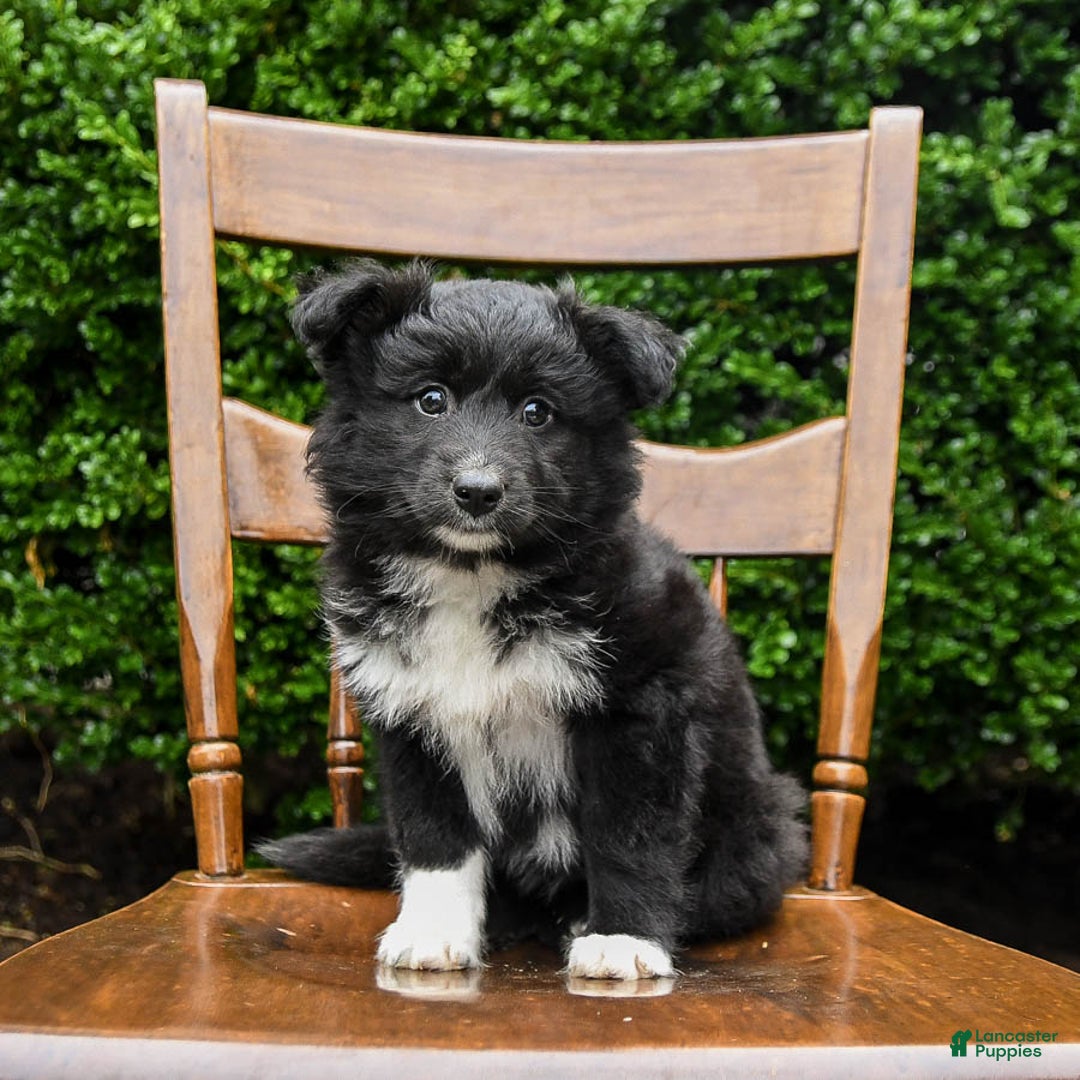 Border Collie dogs for sale: Paris - Image 4