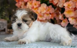 Shih Tzu dogs for sale: Jewel - Image 2