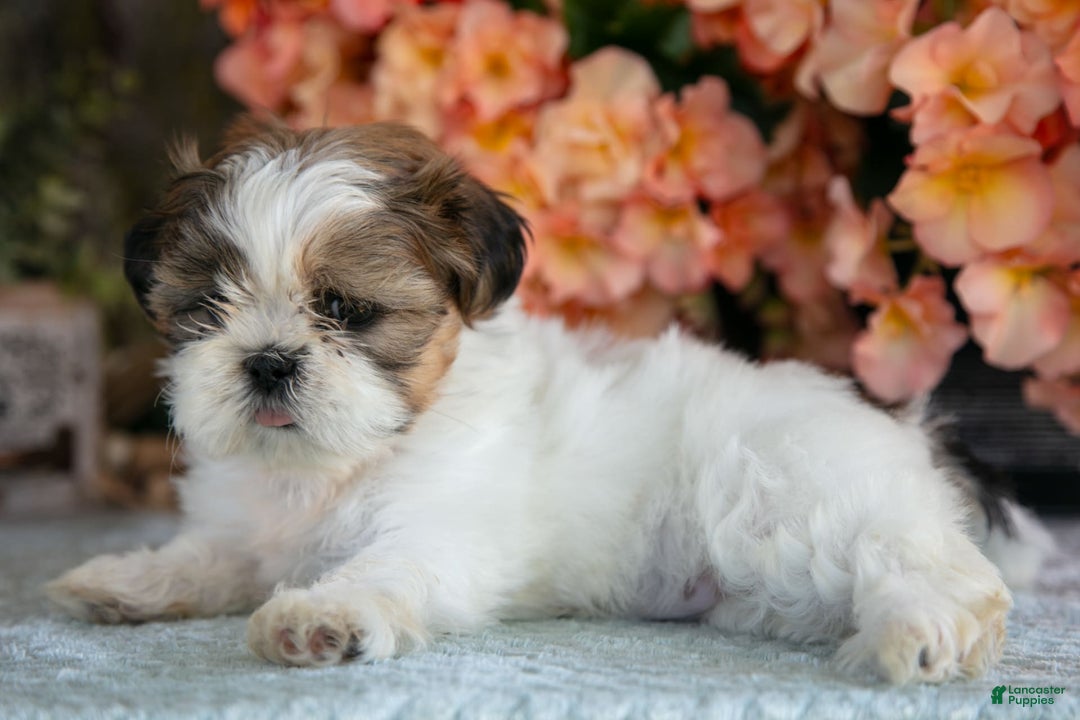 Shih Tzu dogs for sale: Jewel - Image 2
