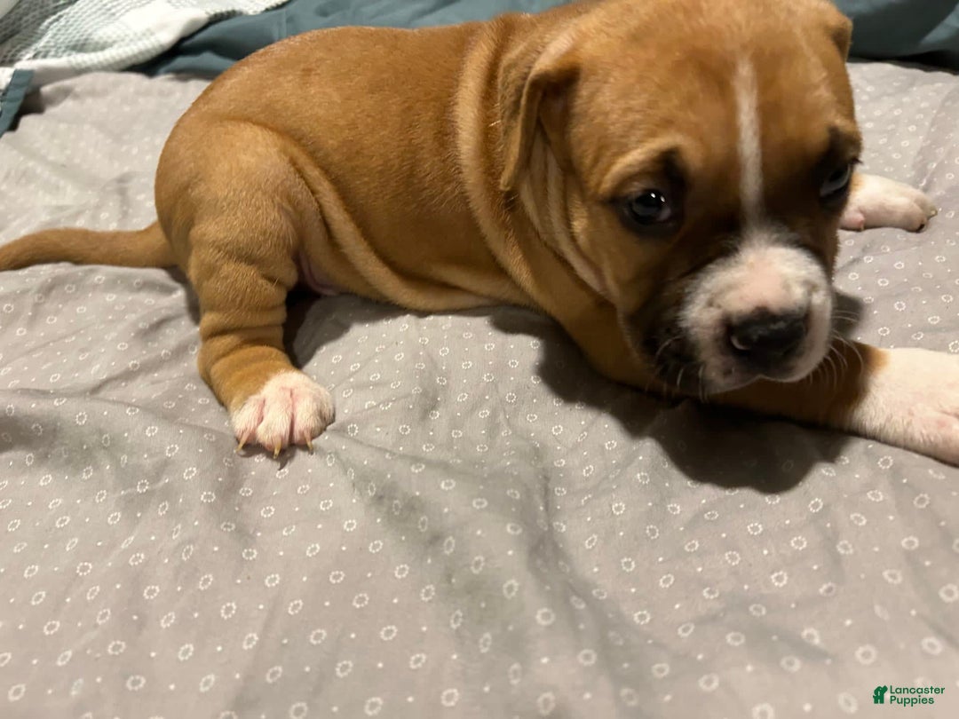 Mountain Cur dogs for sale: N/a - Image 1